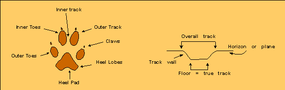 Parts of a Track
